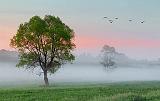 Misty Dawn_10579